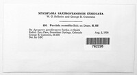 Puccinia recondita image